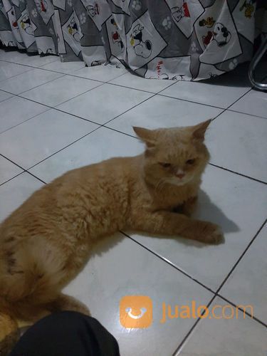 Kucing Anggora Jantan