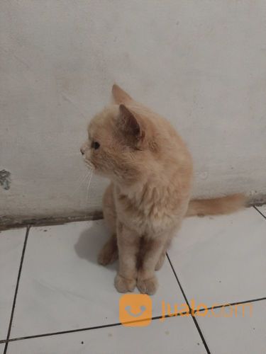 Kucing Anggora Jantan