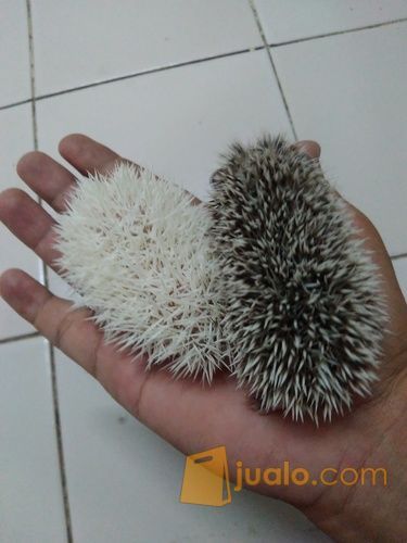 landak mini lucu dan jinak