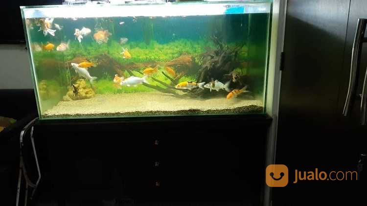 Aquarium Ukuran Besar