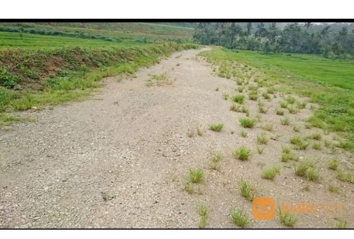 Tanah Ex Sawah Untuk Peternakan Pabelan