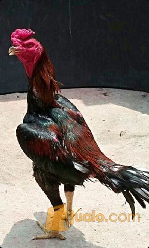 ayam bangkok Pakhoy Ori full pukul badan