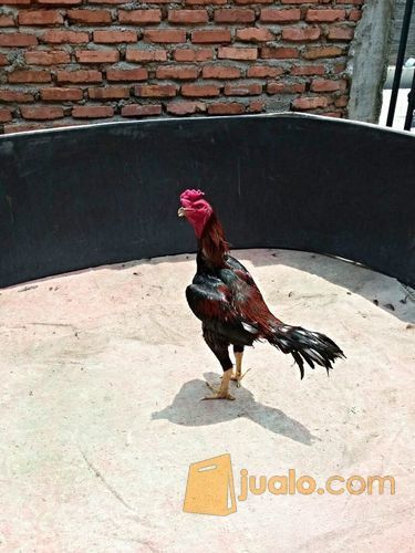 ayam bangkok Pakhoy Ori full pukul badan