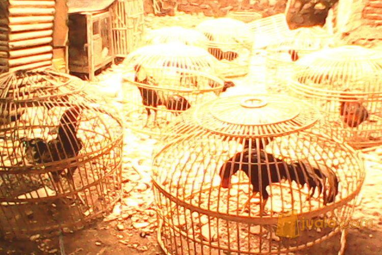 ayam bangkok Pakhoy Ori full pukul badan