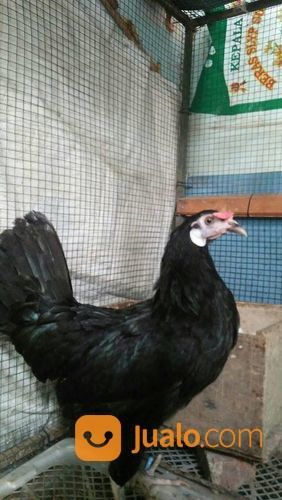 Ayam White Face Betina