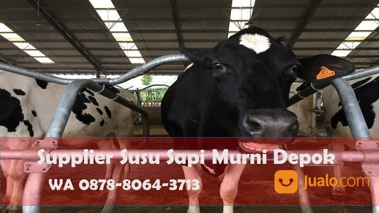 BEST SELLER, WA 0878-8064-3713, Produsen Susu Murni Literan Area Bojong Sari Depok