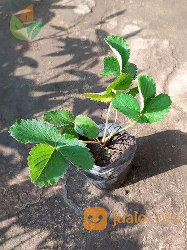 Bibit Buah Strawberry 5-10 Cm