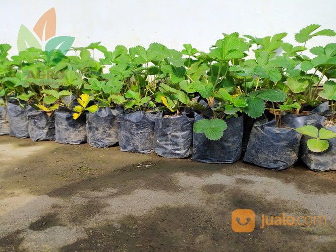 Bibit Buah Strawberry 5-10 Cm