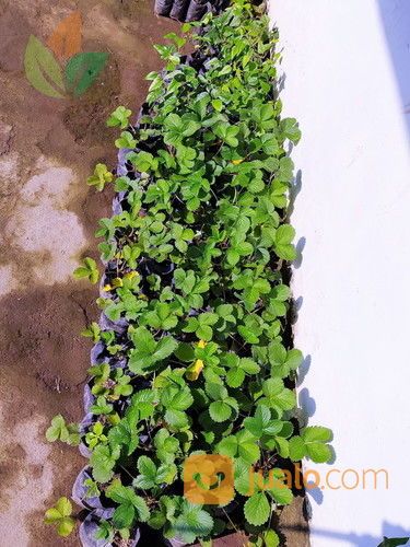 Bibit Buah Strawberry 5-10 Cm