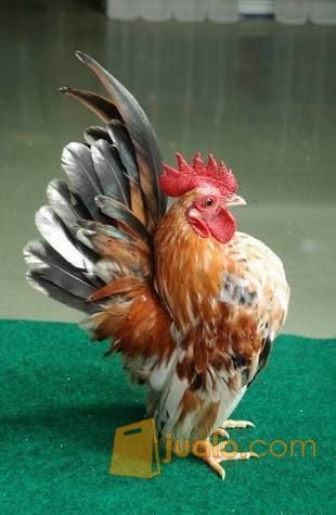 Ayam Serama Murah Dijual Di Pamarican, Ayam Serama Cantik Dijual Murah