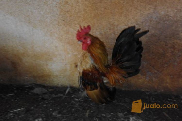 Ayam Serama Murah Dijual Di Pamarican, Ayam Serama Cantik Dijual Murah