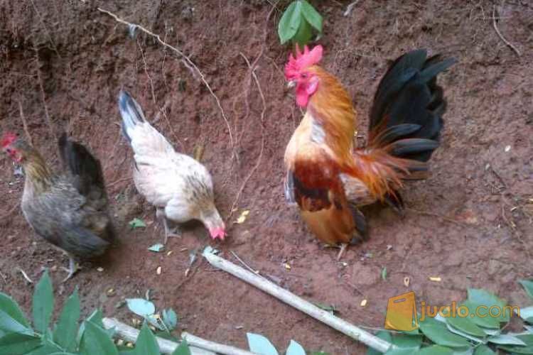 Ayam Serama Murah Dijual Di Pamarican, Ayam Serama Cantik Dijual Murah