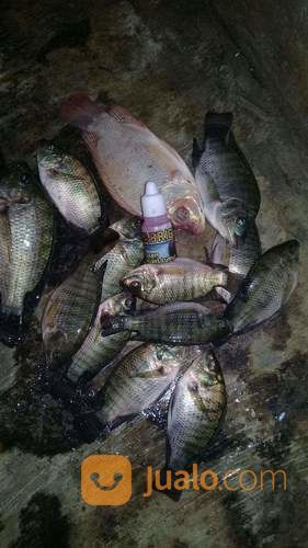 Essen Ikan Nila Babon Paling Jitu