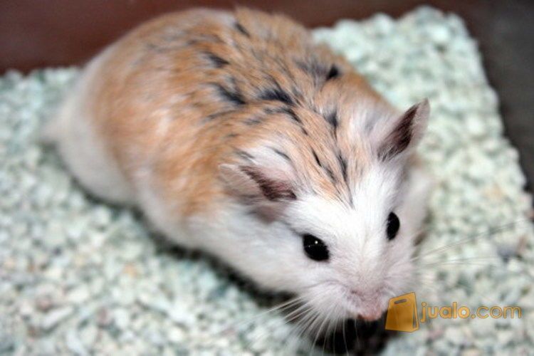 Hamster Grosir/Eceran Murah