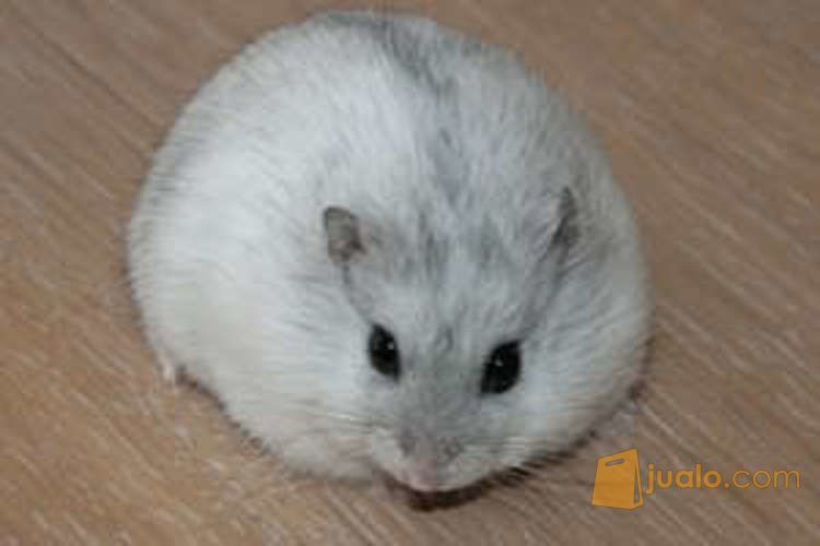 Hamster Grosir/Eceran Murah