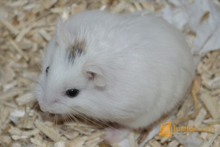 Hamster Grosir/Eceran Murah
