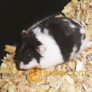 Hamster Grosir/Eceran Murah