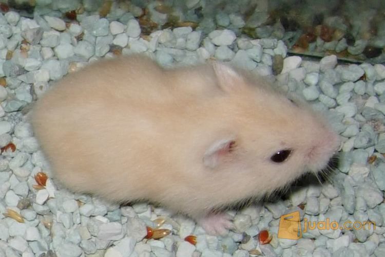 Hamster Grosir/Eceran Murah