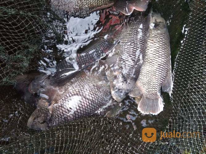 Ikan Gurame, Gurami (Eceran Boleh)