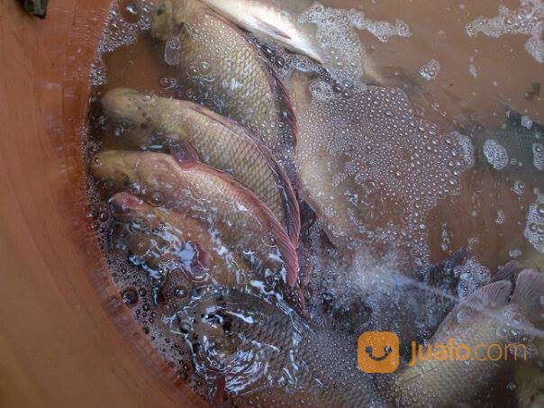 Ikan Gurame, Gurami (Eceran Boleh)