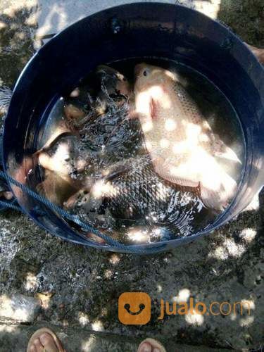 Ikan Gurame, Gurami (Eceran Boleh)