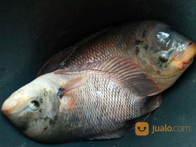 Ikan Gurame, Gurami (Eceran Boleh)