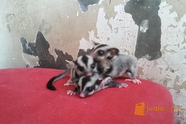 Sugar Glider Stok Melimpah