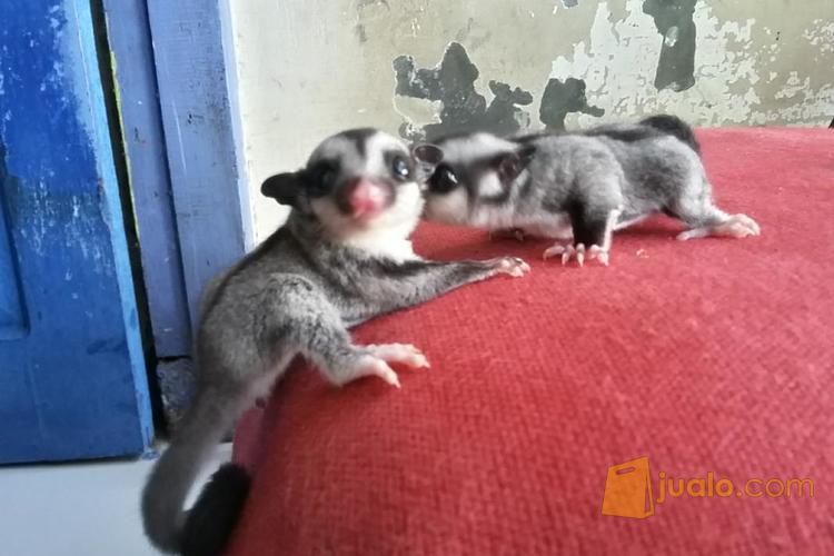 Sugar Glider Stok Melimpah