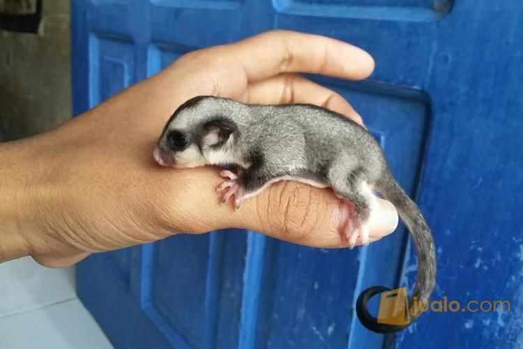 Sugar Glider Stok Melimpah