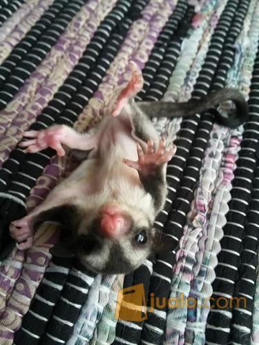 Sugar Glider Stok Melimpah