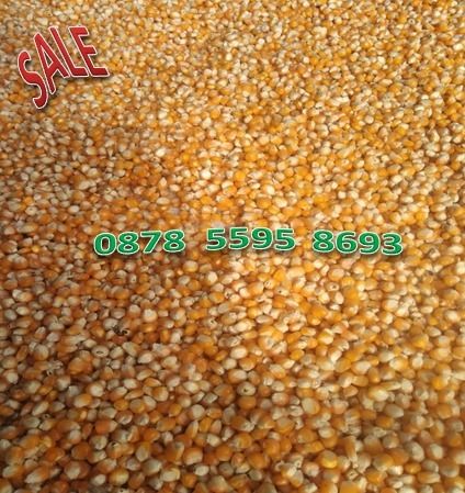 Jagung Kering Alami Petani Langsung