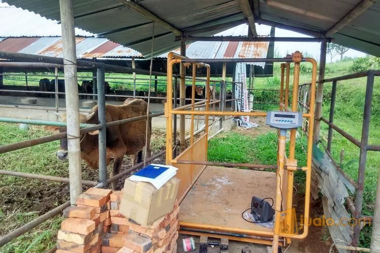 Timbangan sapi kapasitas 1 TON
