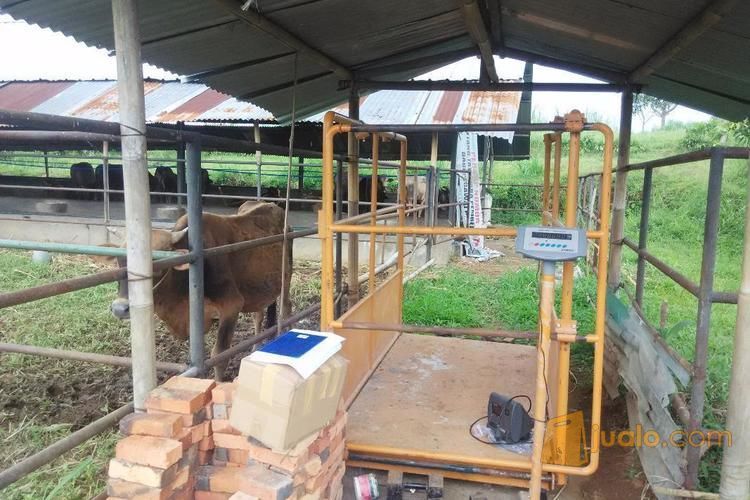 Timbangan sapi kapasitas 1 TON