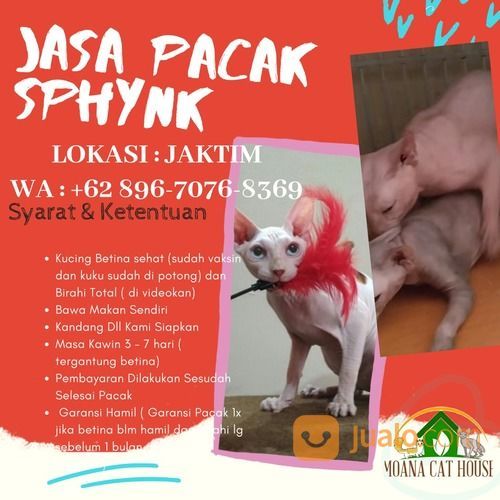 Jasa Pacak Kucing Sphynk