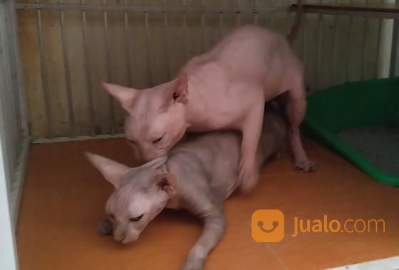 Jasa Pacak Kucing Sphynk