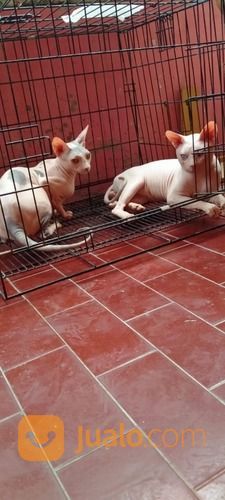 Jasa Pacak Kucing Sphynk