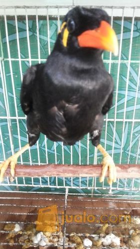 burung beo medan