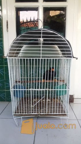 burung beo medan