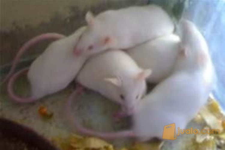 Menciit (Tikus Putih) - Amigos Petshop Makassar