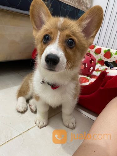 Pembroke Welsh Corgi Puppy (STAMBUM)