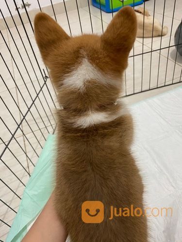 Pembroke Welsh Corgi Puppy (STAMBUM)