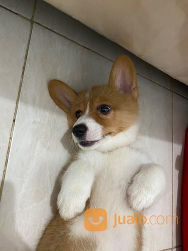 Pembroke Welsh Corgi Puppy (STAMBUM)