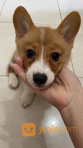 Pembroke Welsh Corgi Puppy (STAMBUM)