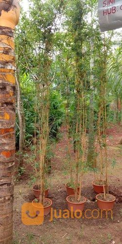 Pohon Bambu Permadani