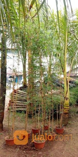 Pohon Bambu Permadani