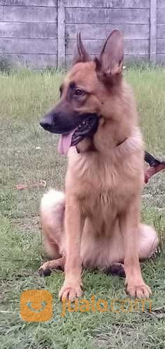 Anjing Ras German Shepherd