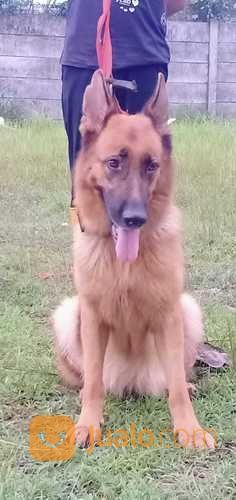 Anjing Ras German Shepherd