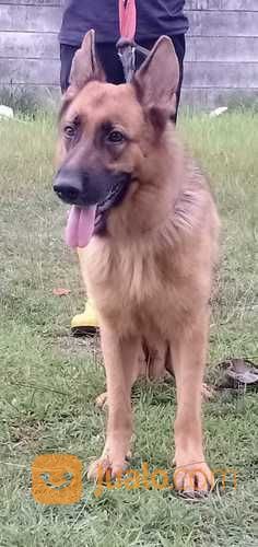 Anjing Ras German Shepherd