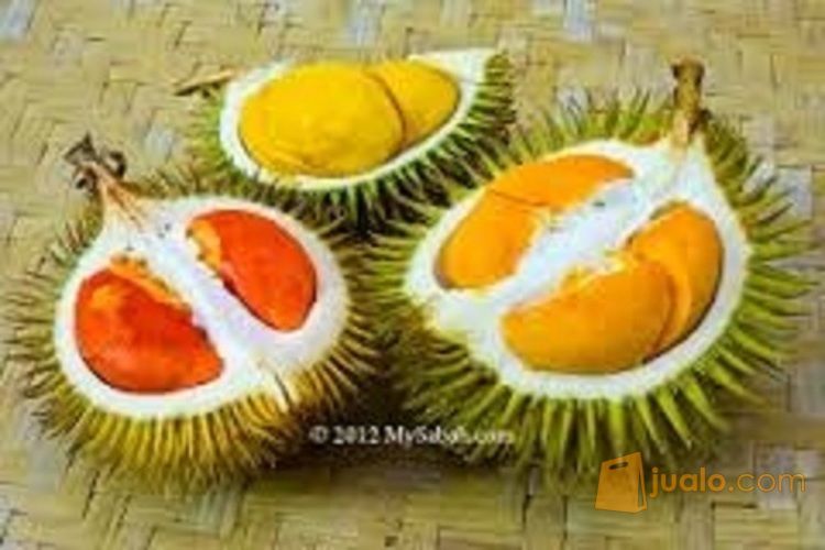 Bibit Durian Tembaga