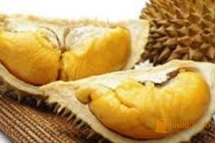 Bibit Durian Tembaga
